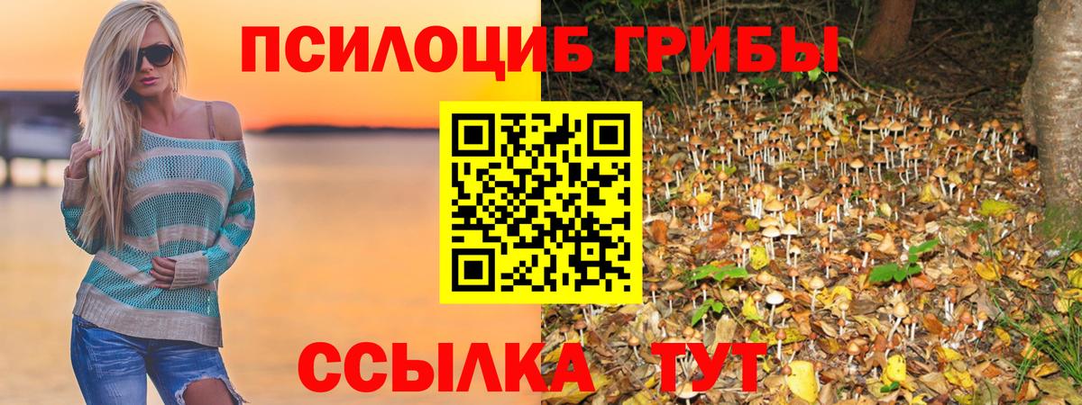 цена   Псилоцибиновые грибы GOLDEN TEACHER  Псилоцибиновые грибы Psilocybe  Вход с VPN  Салават 